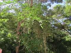 Suregada africana