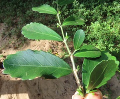 Suregada africana