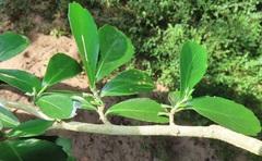 Suregada africana