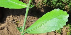 Suregada africana