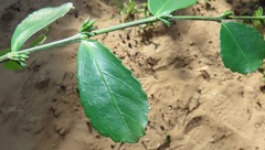 Suregada africana