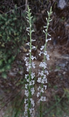 Anarrhinum laxiflorum