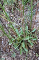 Anarrhinum laxiflorum