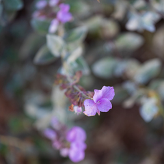Syncolostemon elliottii