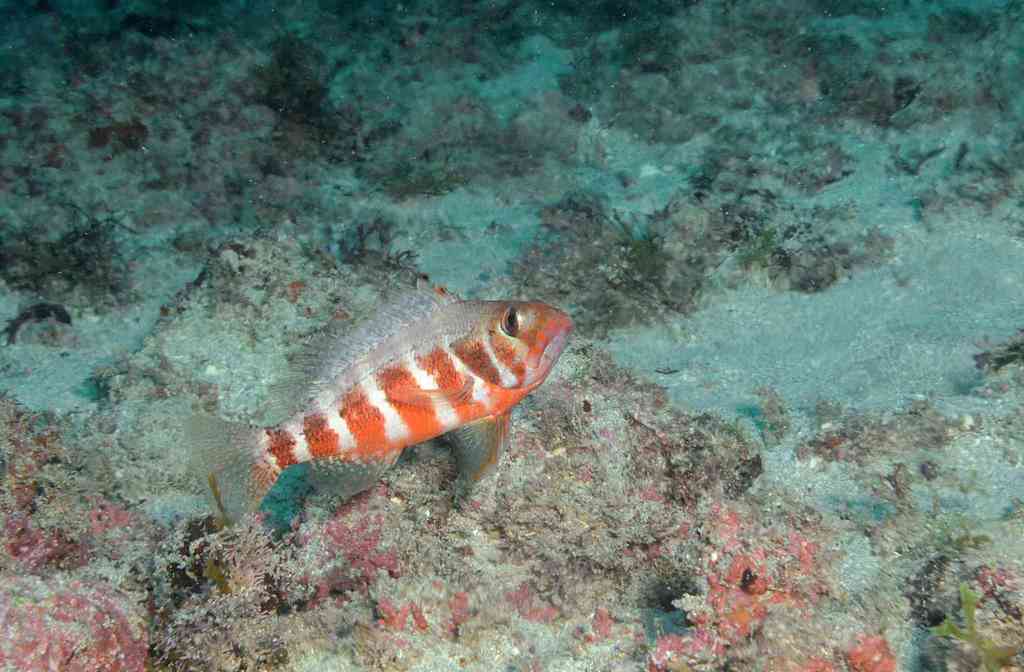 Clown Reef Bass