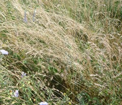 Festuca rupicola