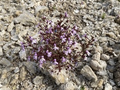 Chaenorhinum grandiflorum
