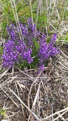 Polygala alpestris