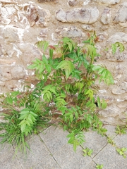 Ailanthus altissima