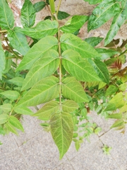 Ailanthus altissima