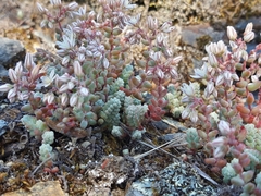 Sedum brevifolium