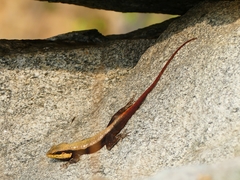 Psammophilus dorsalis