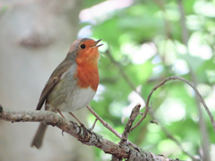 Erithacus rubecula