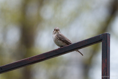 Muscicapa striata
