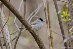 Sylvia atricapilla