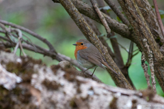 Erithacus rubecula