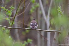 Ficedula hypoleuca