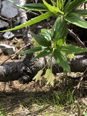 Cardamine enneaphyllos