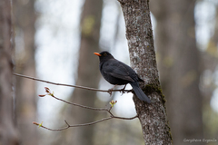 Turdus merula