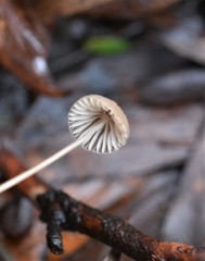 Mycena cystidiosa