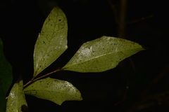 Scolopia braunii