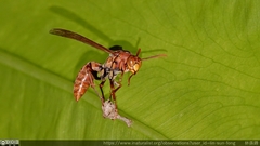 Polistes japonicus