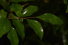 Scolopia braunii