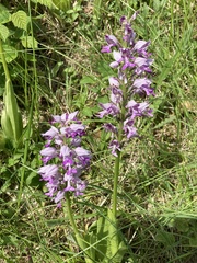 Orchis militaris