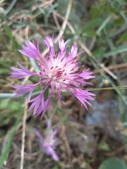 Centaurea diluta