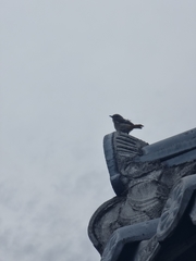 Phoenicurus auroreus