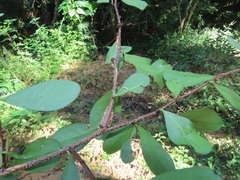 Putterlickia neglecta