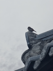 Phoenicurus auroreus