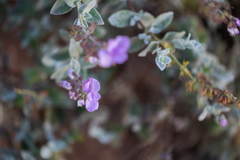 Syncolostemon elliottii