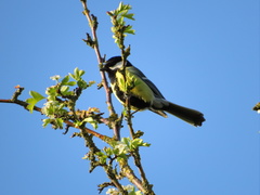 Parus major
