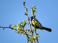 Parus major