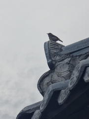 Phoenicurus auroreus