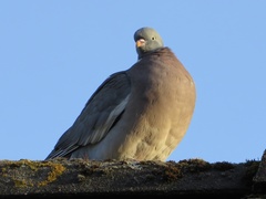 Columba palumbus