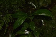 Planchonella australis