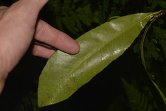 Planchonella australis