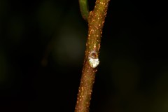 Planchonella australis