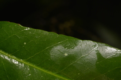 Planchonella australis