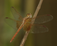 Neurothemis intermedia