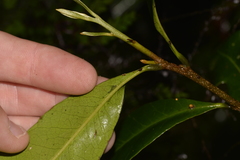Planchonella australis