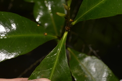 Planchonella australis