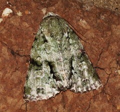 Acronicta psorallina
