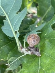 Andricus caliciformis