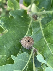 Andricus caliciformis