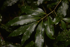 Cinnamomum oliveri