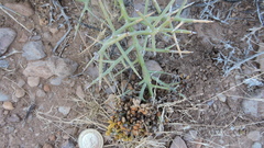 Castela stewartii