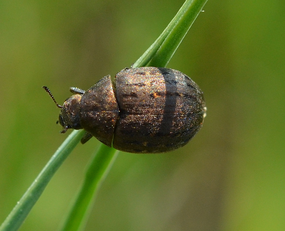 Pilua Insect Byrrhus pilula (Linnaeus, 1758)